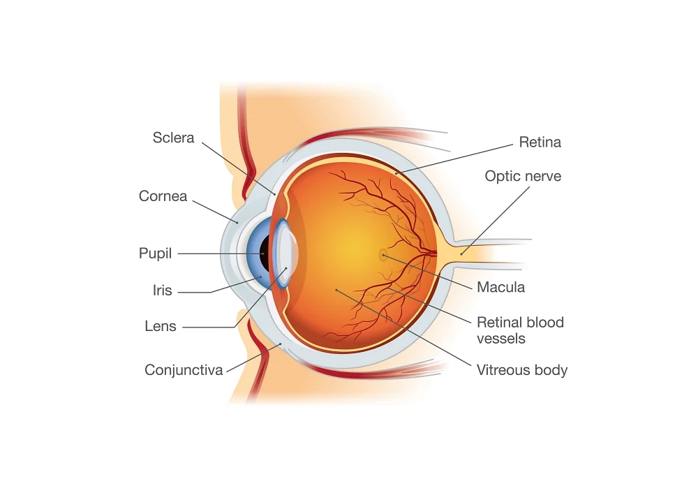 Graphic depicting an eye and its internal pieces